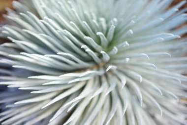 Haleakala silversword bitki 
