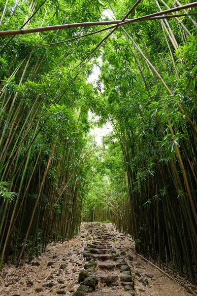 通过密集的竹林的路径 — 图库照片