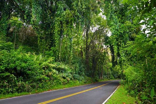 Vägen till Hana genom tropisk regnskog — Stockfoto