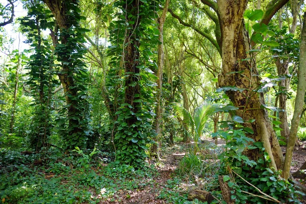 Buja trópusi növényzettel — Stock Fotó