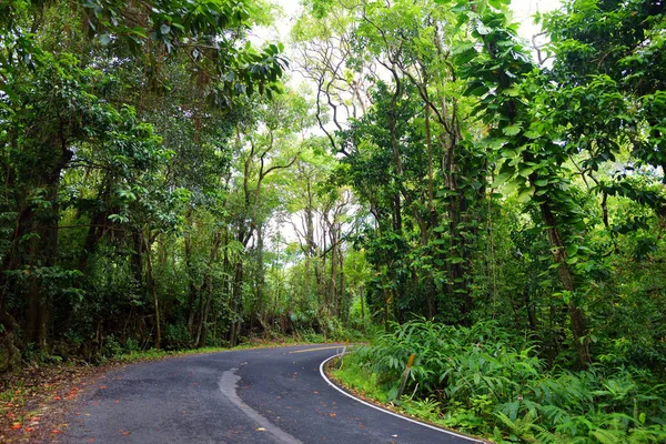 Road to Hana through tropical rainforest — Stock Photo, Image