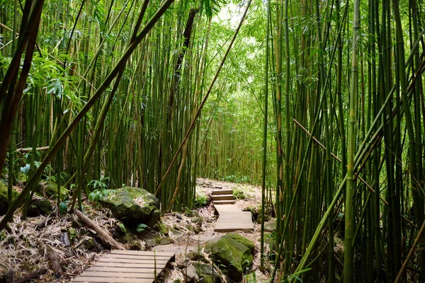 Caminho através de densa floresta de bambu — Fotografia de Stock