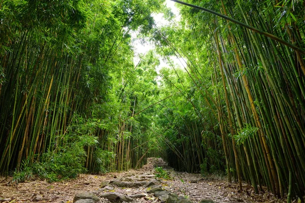 Caminho através de densa floresta de bambu — Fotografia de Stock