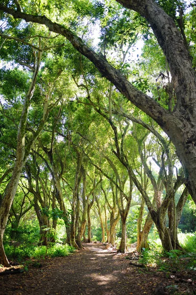 Mooie pad door tropisch regenwoud — Stockfoto