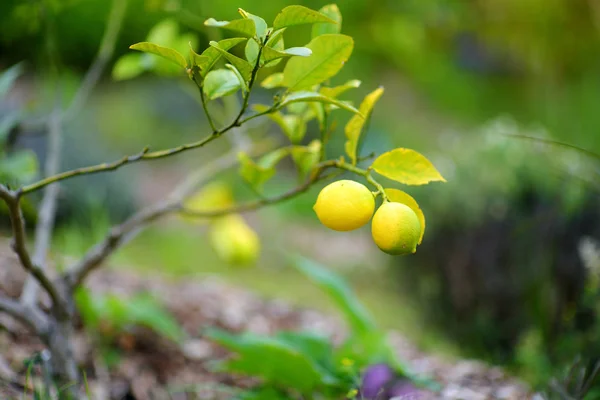 柠檬生长在柠檬树上 — 图库照片