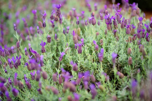 Plantas de lavanda em flor — Fotografia de Stock