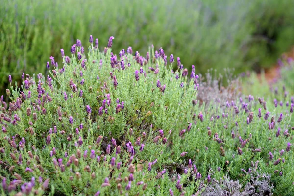Blühende Lavendelpflanzen — Stockfoto