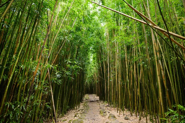 Caminho através de densa floresta de bambu — Fotografia de Stock