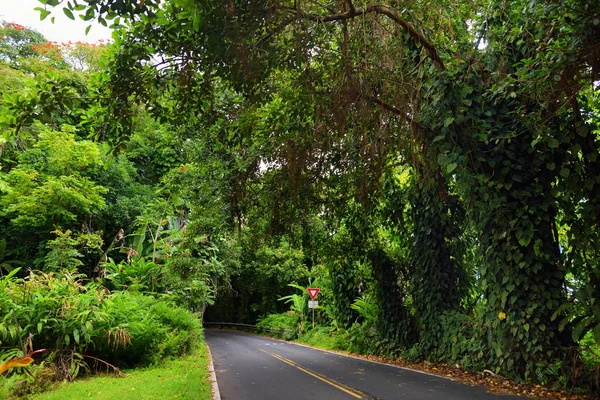 熱帯雨林を通ってハナへの道 — ストック写真