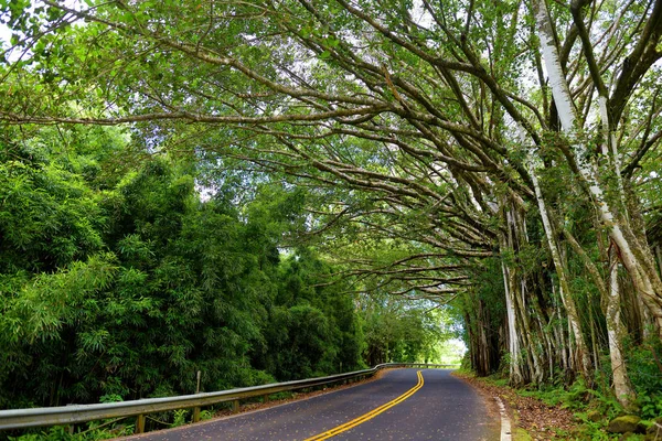 Estrada para Hana através da floresta tropical — Fotografia de Stock