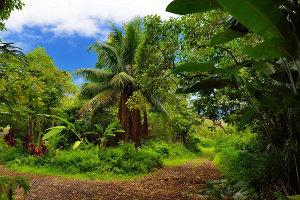 Yemyeşil tropikal bitki örtüsü — Stok fotoğraf