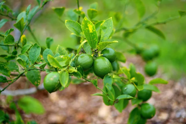 Limefrukterna som växer på limefrukttreen — Stockfoto