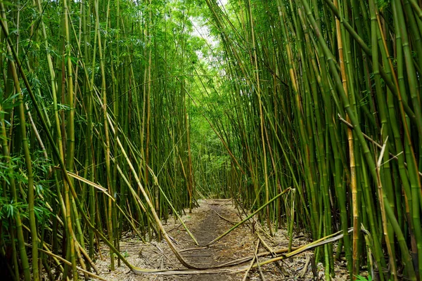 Sűrű bambusz erdő utat — Stock Fotó
