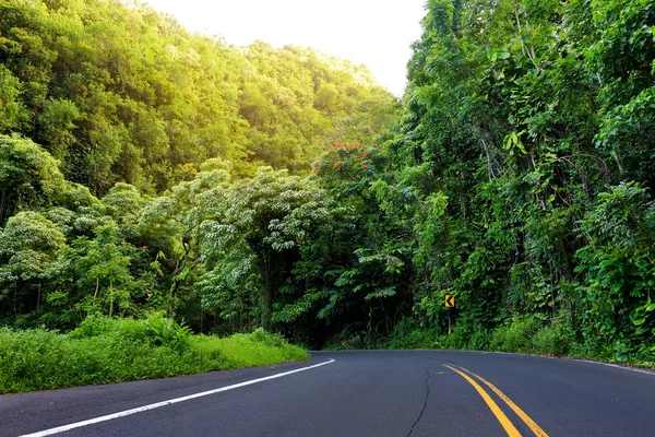 Road to Hana through tropical rainforest — Stock Photo, Image