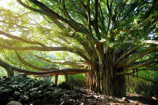 Grande albero di Banyan — Foto Stock