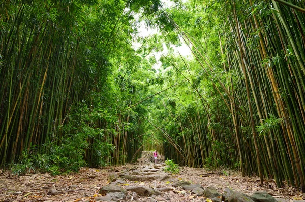 Caminho através de densa floresta de bambu — Fotografia de Stock