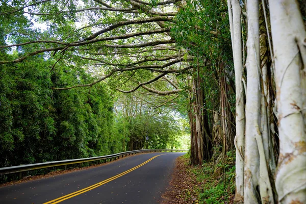 Road to Hana through tropical rainforest — Stock Photo, Image