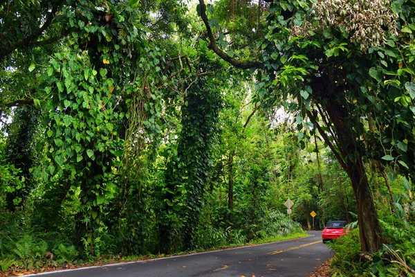 Vägen till Hana genom tropisk regnskog — Stockfoto