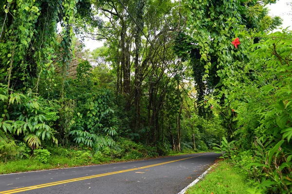Hana tropikal yağmur ormanları ile giden yol — Stok fotoğraf