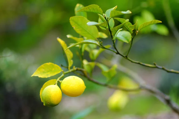 Limones creciendo en el limonero —  Fotos de Stock