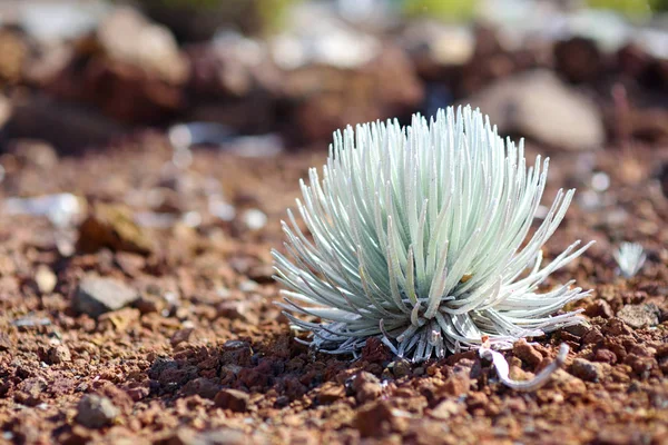Haleakala silversword növény — Stock Fotó