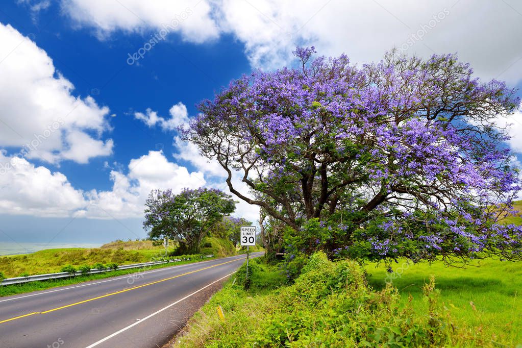 jacaranda trees flowering along road