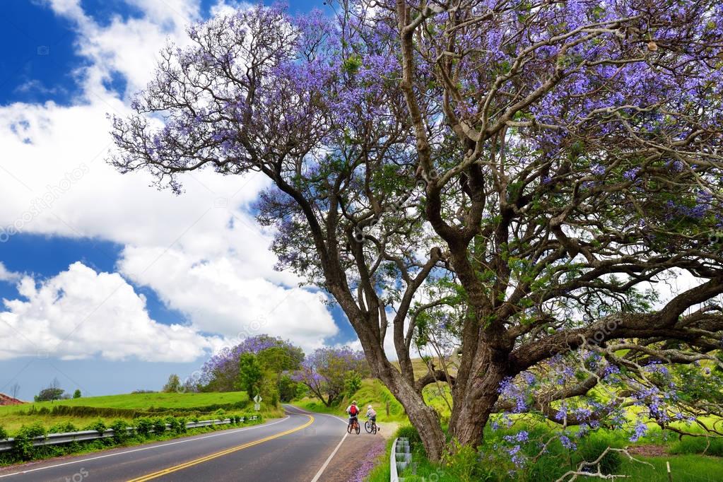 jacaranda tree flowering along road