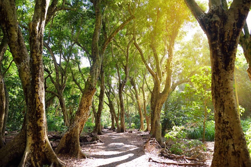 Beautiful path through tropical rainforest — Stock Photo