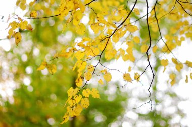 ağaç dalı sonbahar yaprakları