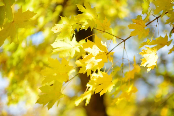 Herbstblätter auf Ästen — Stockfoto