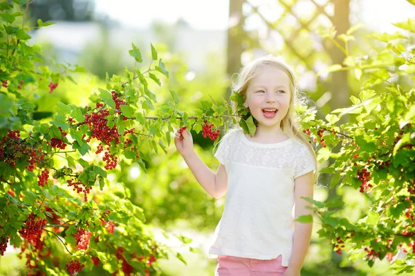 Ładna dziewczynka, zbierając czerwone porzeczki — Zdjęcie stockowe