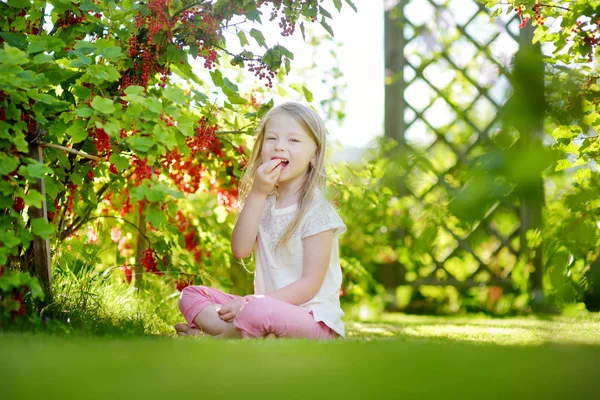 Schattig klein meisje plukken rode aalbessen — Stockfoto