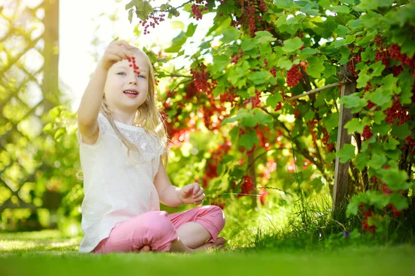 Χαριτωμένο μικρό κορίτσι μαζεύοντας κόκκινα φραγκοστάφυλα — Φωτογραφία Αρχείου