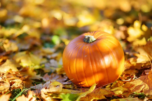 Calabaza grande en hojas de otoño — Foto de Stock