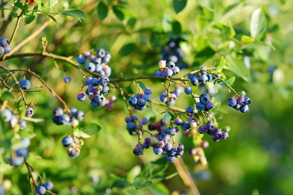 Organic blueberries in orchard — Stock Photo, Image