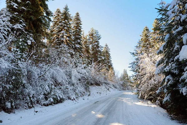 Abetos grandes y carretera nevada en Georgia — Foto de Stock