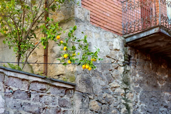 Lemon fruits on tree in Kutaisi — Stock Photo, Image