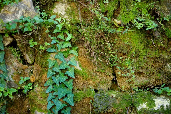 Ivy Kutaisi şehrin duvara — Stok fotoğraf