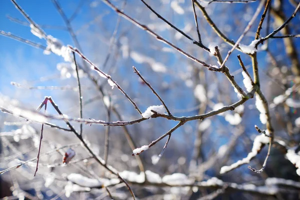 Schöne schneebedeckte Äste — Stockfoto