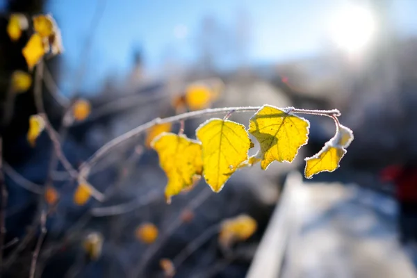 Gelo coperto belle foglie gialle — Foto Stock