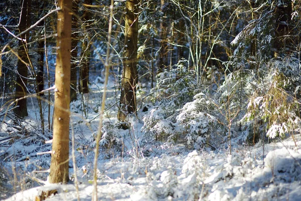 Wald mit Schnee bedeckt — Stockfoto