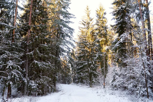 Floresta de pinheiro coberta de neve — Fotografia de Stock