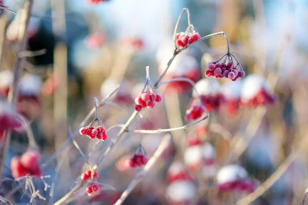 Red berries of viburnum under snow — Stock Photo, Image