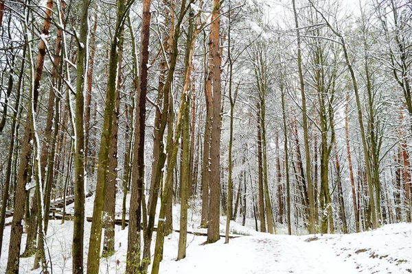 被雪覆盖的森林 — 图库照片
