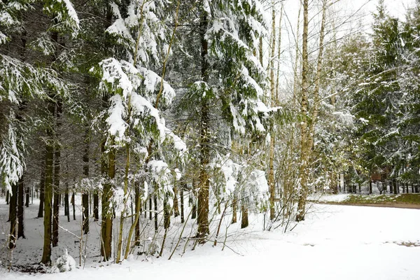 Bosque de pinos cubierto de nieve — Foto de Stock