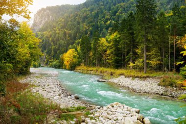 Alp nehir orman içinden akan