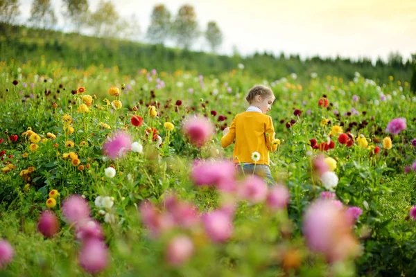 Kleines Mädchen im blühenden Dahlienfeld — Stockfoto