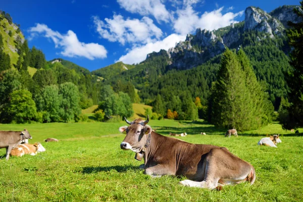 Krów pasących się w idyllicznym zielony łąka. — Zdjęcie stockowe