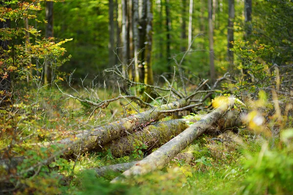 Bosque cerca del lago Konigssee — Foto de Stock