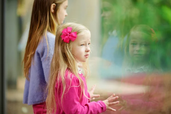 Ragazze che guardano gli animali allo zoo — Foto Stock